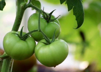 green tomatoes on the vine