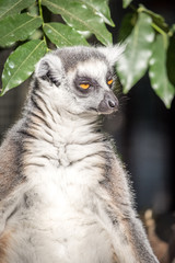 Lemur relaxing 