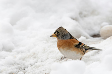 Brambling (Fringilla montifringilla) in snow. Migration in winter