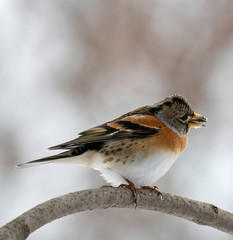 Brambling - Fringilla montifringilla on the  branch.Migration in winter