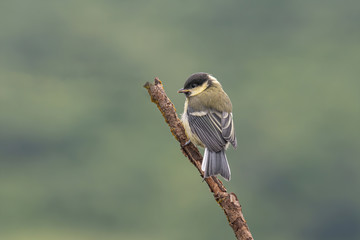 Obraz premium The great tit (Parus major) is a passerine bird in the tit family Paridae