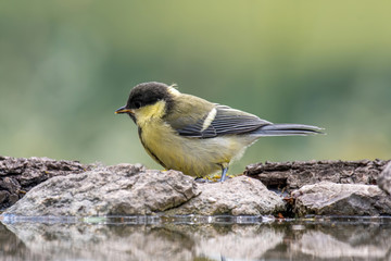 The great tit (Parus major) is a passerine bird in the tit family Paridae