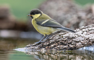 The great tit (Parus major) is a passerine bird in the tit family Paridae