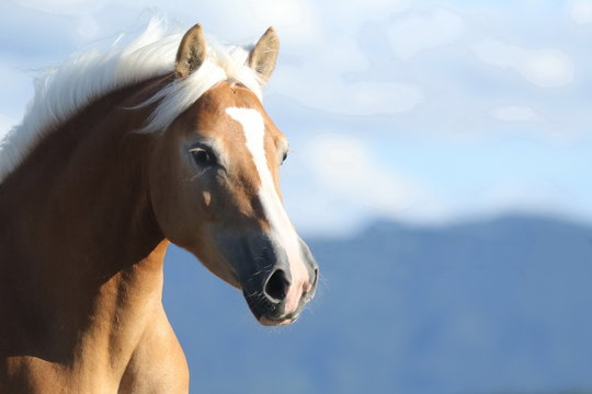 Portrait von einem Haflinger mit Blesse