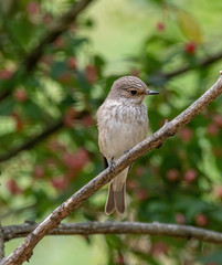 Spotted Flycatcher ( Muscicapa striata) sitting on the branch in the forest