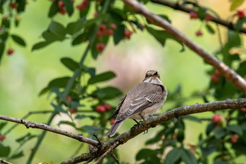 Spotted Flycatcher ( Muscicapa striata) sitting on the branch in the forest