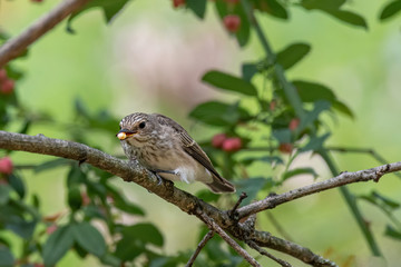 Spotted Flycatcher ( Muscicapa striata) sitting on the branch in the forest.