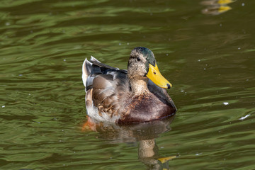 Young Male Mallard duck, mallard, Eurasian wild duck, Anas platyrhynchos.