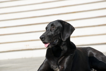 portrait of a black dog labrador