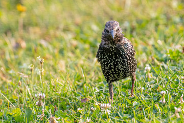A European Starling looking for food in grass