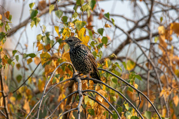 Starling on the tree. European Starling (Sturnus vulgaris)