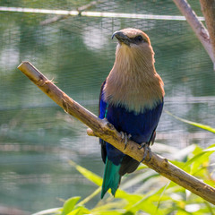 cute bird with multi color