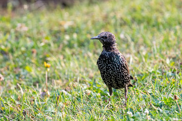 A European Starling looking for food in grass