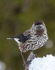 Spotted Nutcracker (Nucifraga caryocatactes) in winter forest.