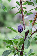 One  blue plum at a plum tree branch in summer garden
