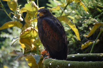 Greifvogel
