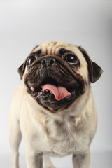 Fototapeta premium close-up of pug behind a white background