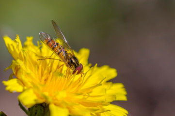 little yellow hoverfly on blossom of flower