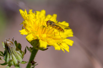 little yellow hoverfly on blossom of flower