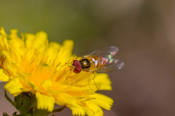 little yellow hoverfly on blossom of flower