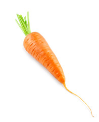 Carrot on white. Fresh ripe vegetables