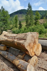 Fototapeta premium Woodpile of freshly harvested trees logs on a forest road under sunny skies. Trunks of trees cut and stacked in the foreground, forest in the background. Wooden Logs with Forest on Background.