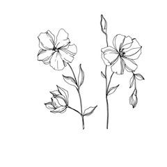 Vector Flax floral botanical flowers. Black and white engraved ink art. Isolated flax illustration element.