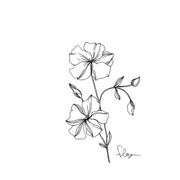 recommend clip art: Vector Flax floral botanical flowers. Black and white engraved ink art. Isolated flax illustration element.