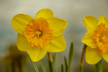 Obraz premium rope Switzerland alps