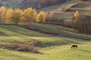 cheval dans pré