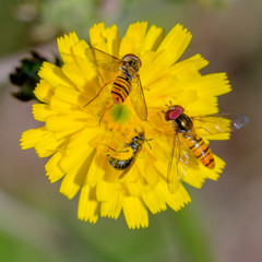 little yellow hoverfly on blossom of flower