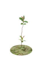 Plant seedlings in the garden with scraps of grass covering the base of the tree to collect moisture isolated on white background.