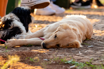 dogs cães cachorros