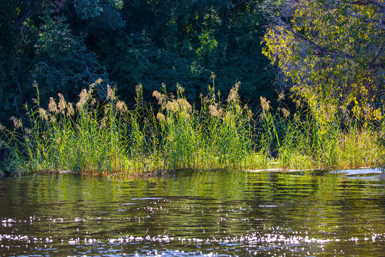 The swampy banks of the African river
