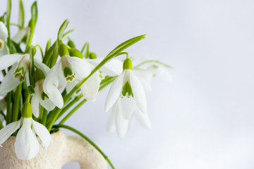 White snowdrops on a blurred white background