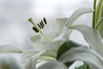 White lilies on a blurred background