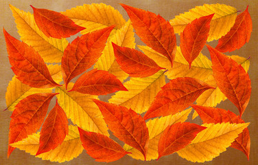 Colorful leaves collage on dark orange background, autumn foliage wallpaper