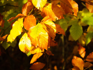 Close up of autumnal leaves. Nature background.