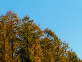 Fototapeta premium Autumnal trees on blue sky background.