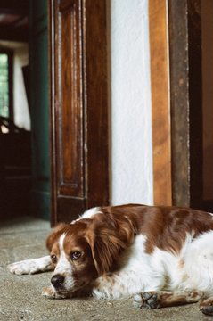 Dog
