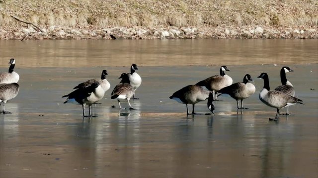 Cold Feet Geese on Frozen Lake