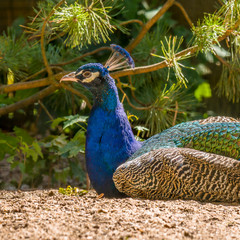 Fototapeta premium big multi color peacock in forest