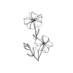 Vector Flax floral botanical flowers. Black and white engraved ink art. Isolated flax illustration element.