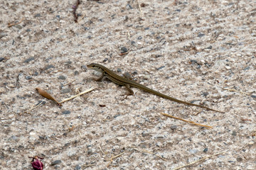 Gecko auf Sizilien