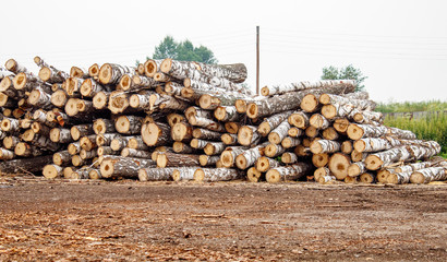 birch logs ready for transportation