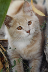 top view portrait of a beautiful ginger cat looking up, brown-eyed kitten walking outdoors