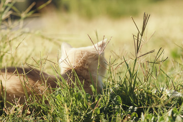 back of cute kitten walking in nature, a red cat lies on the green grass and basks in the sun outdoors