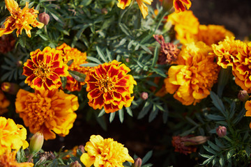 Floral landscaping brings a riot of color to city's streets, City beds with flowers, environmental responsibility and beautification through community participation and the challenge of competition.