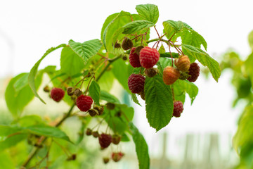 Fototapeta premium red raspberries on a bush in a garden ripened in autumn
