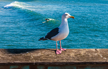 Seagull perched on Ventura Pier